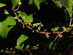 Oryctanthus spicatus