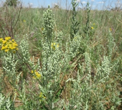 Chenopodium desiccatum leptophylloides