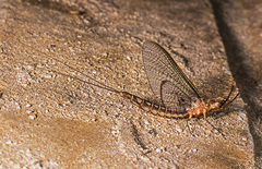 Hexagenia bilineata