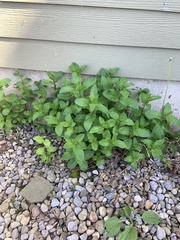 Mentha × rotundifolia