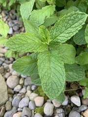 Mentha × rotundifolia