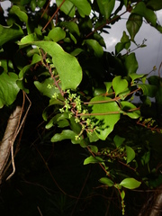 Oryctanthus spicatus