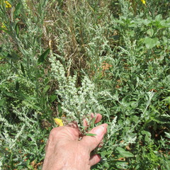 Chenopodium desiccatum leptophylloides