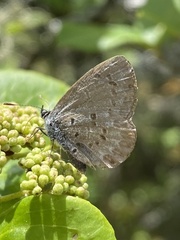 Celastrina lucia