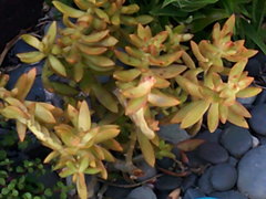 Sedum adolphi