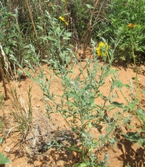 Chenopodium desiccatum leptophylloides