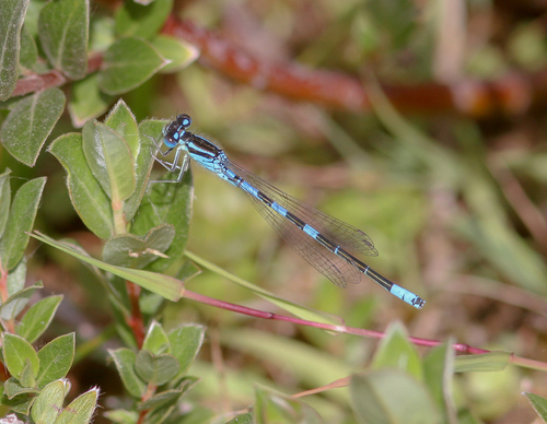 Dainty Damselfly, 3235 Rockanje, Nederland, photo 5 of 10