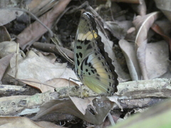 Euphaedra ceres ceres