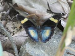 Euphaedra ceres ceres