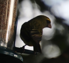 Crithagra scotops umbrosa