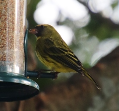 Crithagra scotops umbrosa