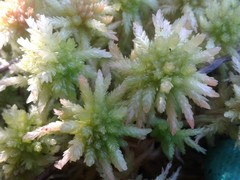 Sphagnum cristatum