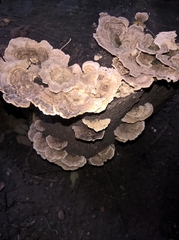 Polyporaceae