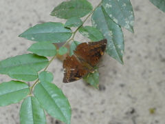 Bebearia mardania