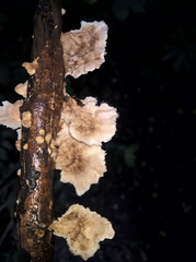 Polyporaceae