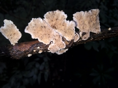 Polyporaceae
