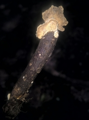 Polyporaceae