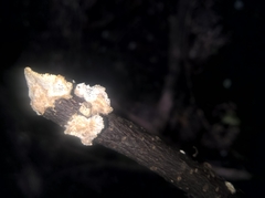 Polyporaceae