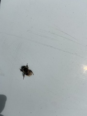 Bombus melanopygus