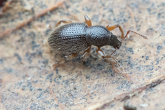 Barypeithes pellucidus