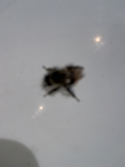 Bombus melanopygus