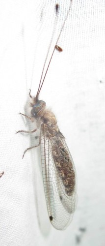 Ascalaphidae image