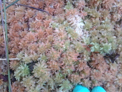 Sphagnum cristatum