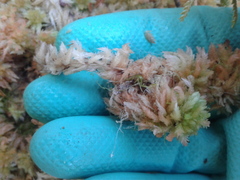 Sphagnum cristatum
