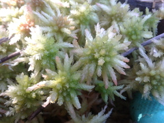 Sphagnum cristatum