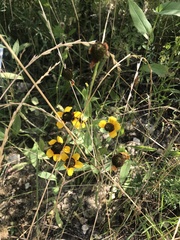 Rudbeckia amplexicaulis