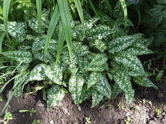 Pulmonaria saccharata