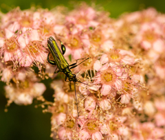 Oedemera nobilis