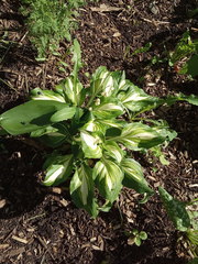 Hosta undulata