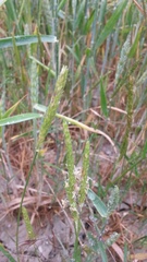 Alopecurus myosuroides