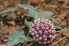 Asclepias solanoana