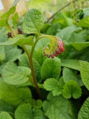 Symphytum × uplandicum