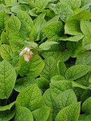 Symphytum × uplandicum