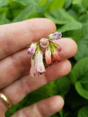 Symphytum × uplandicum