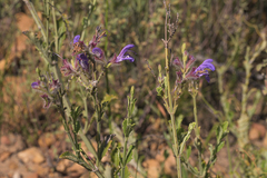 Salvia albicaulis