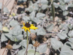 Helianthus niveus