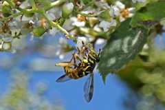 Spilomyia interrupta