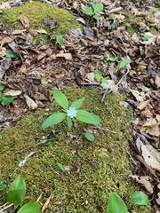 Trientalis