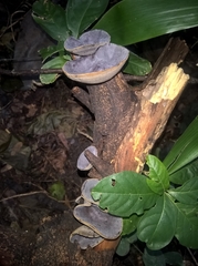 Auriculariales