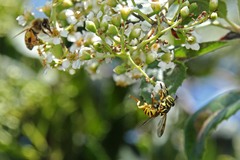 Spilomyia interrupta