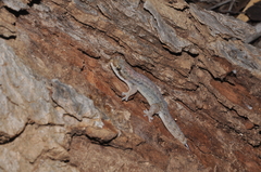Geckolepis typica