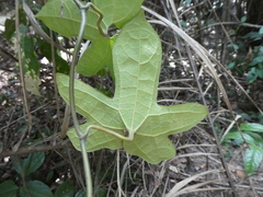 Aristolochia mannii