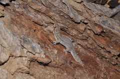 Geckolepis typica
