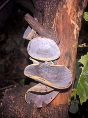 Auriculariales