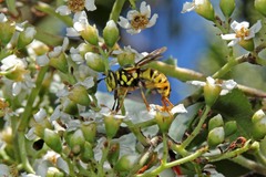 Spilomyia interrupta
