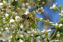 Spilomyia interrupta